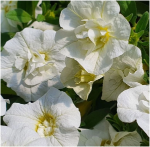 Снимок экрана 2025-08-03 084801